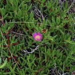 Carpobrotus glaucescens Flor