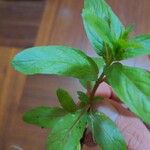 Epilobium tetragonum Leaf