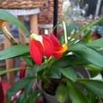 Masdevallia veitchiana Λουλούδι