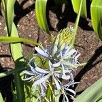 Camassia cusickii Flower