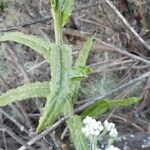 Pseudognaphalium californicum Hoja