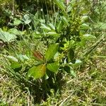 Salix glabra Alkat (teljes növény)