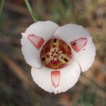 Calochortus venustus ᱵᱟᱦᱟ