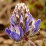 Lupinus sellulus Flower