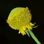 Helenium puberulum Цветок
