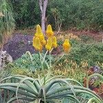 Aloe thraskii Lorea