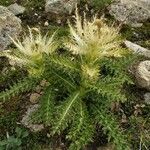 Cirsium spinosissimum Лист