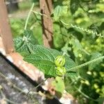 Cucumis maderaspatanus ഫലം