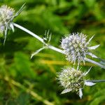 Eryngium planum Fleur