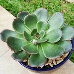 Echeveria australis Leaf