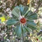 Banksia praemorsa Kvet