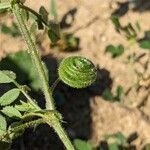Medicago scutellata Fruto