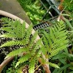 Todea barbara Leaf