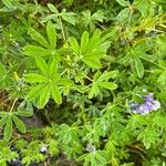 Lupinus nootkatensis List