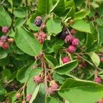 Amelanchier alnifolia Fruit