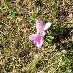 Colchicum alpinum Fleur