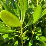 Pittosporum viridiflorum Листок