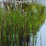 Typha angustifolia 整株植物