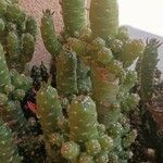 Tephrocactus verschaffeltii Lehti