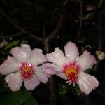 Clusia orthoneura Flor