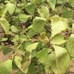 Ehretia amoena Hoja