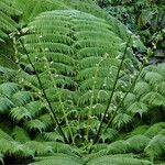 Cyathea arborea Hoja