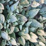Paederia foetida Levél