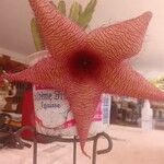 Stapelia giganteaBloem