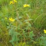 Silphium radula 花