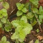 Mentha × rotundifoliaপাতা