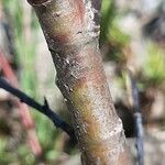 Salix foetida Bark