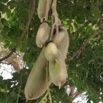 Kigelia africana Meyve