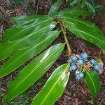 Alpinia caerulea/coeruleaLevél