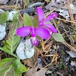 Polygaloides paucifolia Blomma