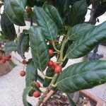 Ilex cornuta 叶