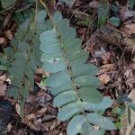 Hymenolobium flavum Leaf