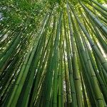 Phyllostachys reticulata Rinde