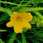 Hemerocallis minor Flors