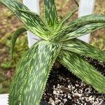 Aloe somaliensis Folha