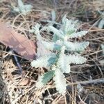 Teucrium aureumFeuille