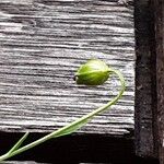 Linum usitatissimum Fruit
