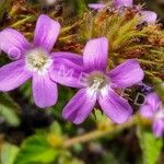 Melochia villosa Flower