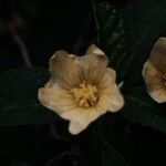 Sida abutifolia Flower