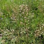 Camelina microcarpa Frutto