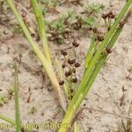 Juncus heterophyllus Hàbitat