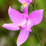 Calopogon tuberosus Blomma