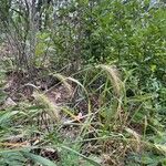 Elymus canadensis Blad