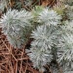 Artemisia schmidtiana Hoja