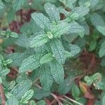 Cistus × obtusifolius Hoja