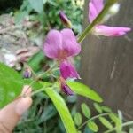 Desmodium incanum Blodyn